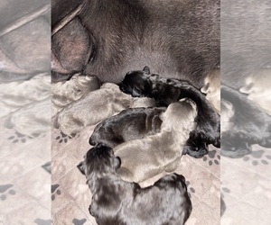 Medium Cane Corso