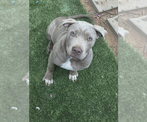 Mutt Dogs for adoption in San Diego, CA, USA