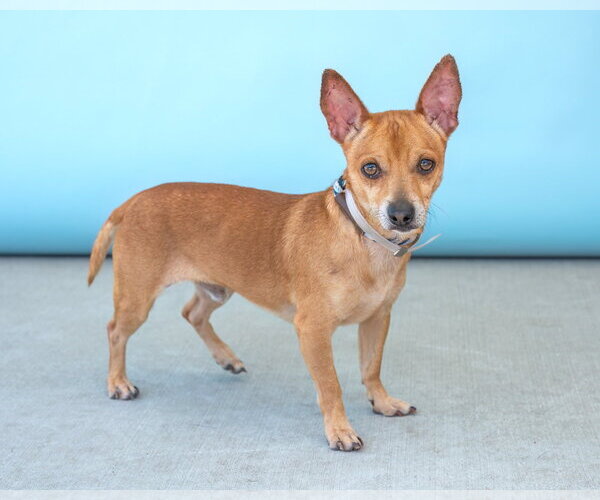 Medium Photo #2 Chihuahua Puppy For Sale in Pasadena, CA, USA