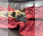 Small Photo #54 Belgian Malinois Puppy For Sale in REESEVILLE, WI, USA