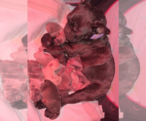 Medium Photo #1 French Bulldog Puppy For Sale in NEW BEDFORD, MA, USA