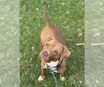 Small American Staffordshire Terrier
