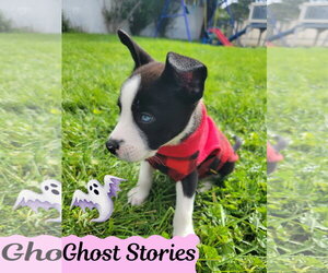 Ghost Stories - Male Mutt Dog for Adoption - Photo #2