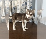 Small #43 Alaskan Klee Kai