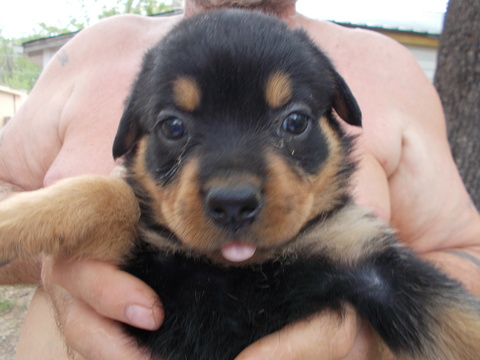 Medium Photo #1 Rottweiler Puppy For Sale in MEXICO, MO, USA