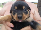 Small Photo #1 Rottweiler Puppy For Sale in MEXICO, MO, USA
