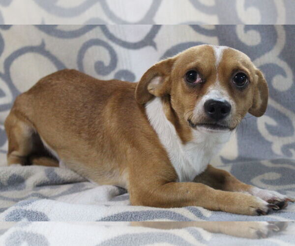 Medium Photo #2 Chihuahua Puppy For Sale in El Centro, CA, USA
