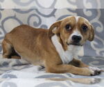 Small #1 Chihuahua