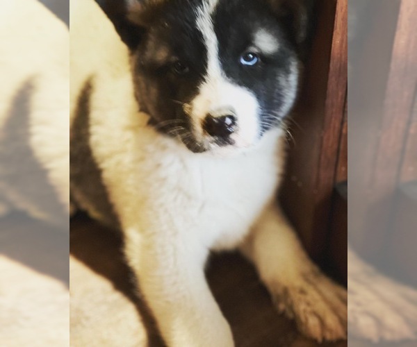 Medium Photo #14 Akita-Alusky Mix Puppy For Sale in SAN JACINTO, CA, USA