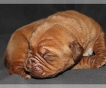 Puppy Puppy 7 Dogue de Bordeaux