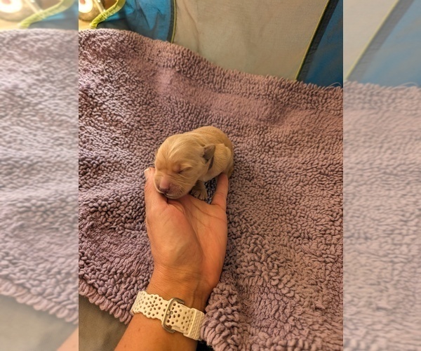 Medium Photo #8 English Cream Golden Retriever Puppy For Sale in DOLORES, CO, USA