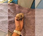 Small #7 English Cream Golden Retriever