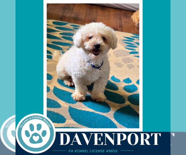 Medium Photo #1 Maltipoo (Miniature) Puppy For Sale in Kimberton, PA, USA