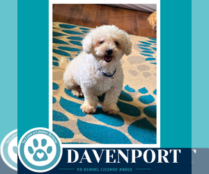 Maltipoo (Miniature) Dogs for adoption in Kimberton, PA, USA