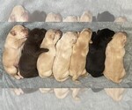 Puppy Black Male Labrador Retriever