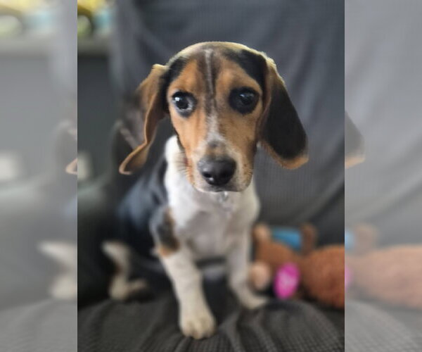 Medium Photo #5 Beagle Puppy For Sale in Dunnellon, FL, USA