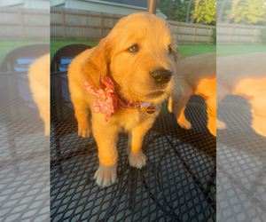 Golden Retriever Puppy for sale in NOVI, MI, USA