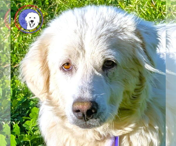Medium Photo #1 Great Pyrenees Puppy For Sale in Spring, TX, USA