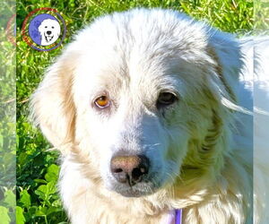 Great Pyrenees Dogs for adoption in Spring, TX, USA