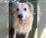 Small #14 Great Pyrenees Mix