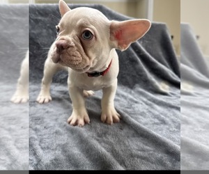 French Bulldog Puppy for Sale in COLUMBUS, Georgia USA