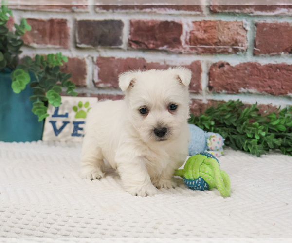 Medium Photo #4 West Highland White Terrier Puppy For Sale in SYRACUSE, IN, USA