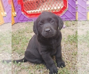 Labrador Retriever Puppy for sale in BENTS FORT, CO, USA