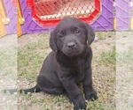 Small Labrador Retriever