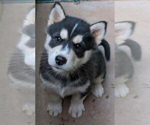 Siberian Husky Puppy for sale in TOWSON, MD, USA