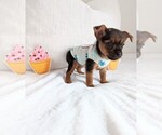 Small Photo #6 Yorkshire Terrier Puppy For Sale in ESTERO, FL, USA
