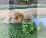Small Photo #4 Pomeranian Puppy For Sale in Mississauga, Ontario, Canada