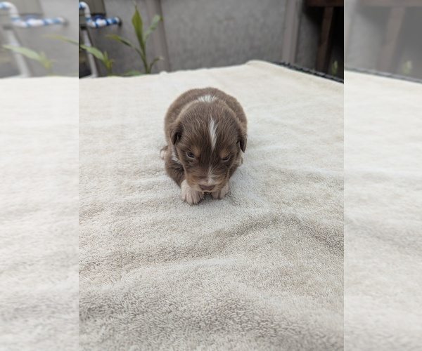 Medium Photo #2 Miniature Australian Shepherd Puppy For Sale in ADAIRSVILLE, GA, USA