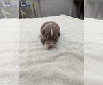 Small #1 Miniature Australian Shepherd
