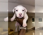 Small #6 American Bully-American Pit Bull Terrier Mix
