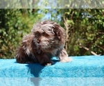 Small #11 ShihPoo