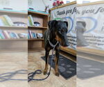 Small #3 Doberman Pinscher