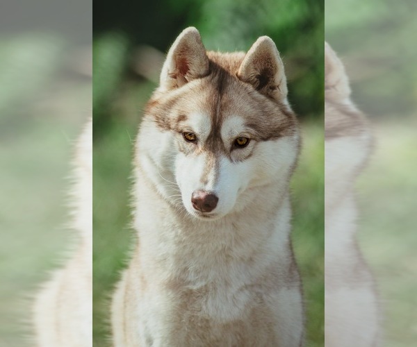Medium Photo #1 Siberian Husky Puppy For Sale in Wolfsberg, Carinthia, Austria