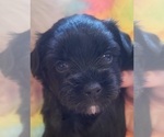 Small Photo #72 Yorkshire Terrier Puppy For Sale in AKRON, OH, USA