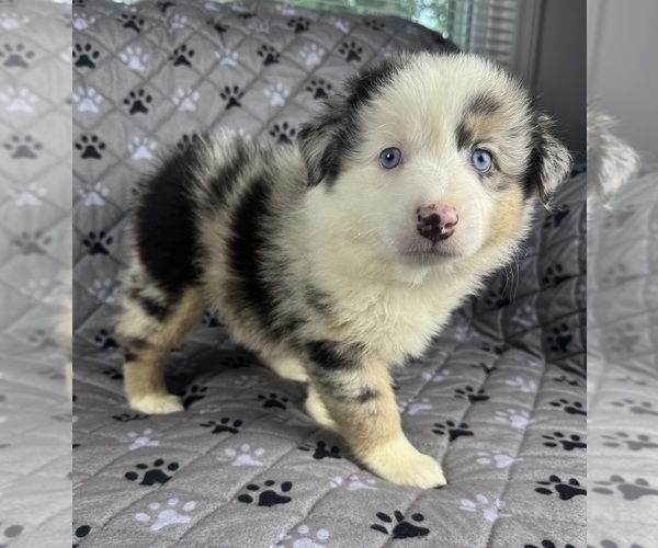 Medium Photo #38 Australian Shepherd Puppy For Sale in SALISBURY, NC, USA