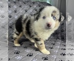 Small Photo #38 Australian Shepherd Puppy For Sale in SALISBURY, NC, USA