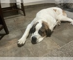 Small #2 Great Pyrenees-Saint Bernard Mix
