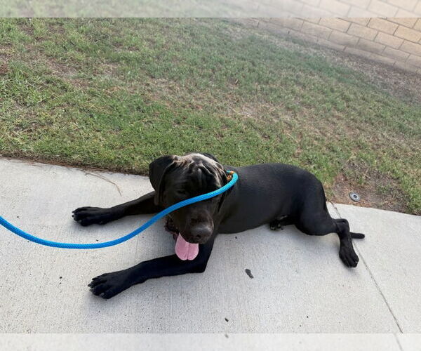 Medium Photo #7 Labrador Retriever-Unknown Mix Puppy For Sale in Lake Forest, CA, USA