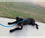 Small #6 Labrador Retriever Mix