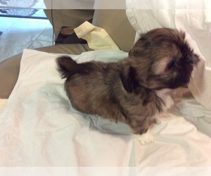 Shih Tzu Puppy for sale in LADY LAKE, FL, USA