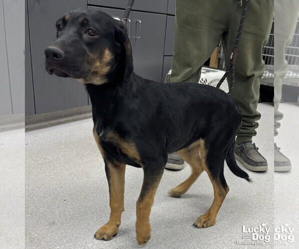 Medium Photo #3 Mutt Puppy For Sale in Washington, DC, USA