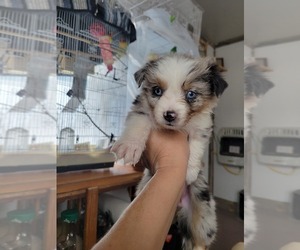 Miniature Australian Shepherd Puppy for Sale in WILLIAMSBURG, Colorado USA