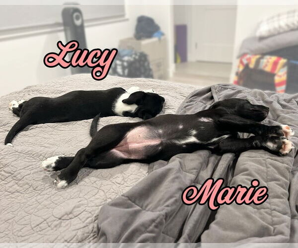 Medium Photo #11 Labrador Retriever-Miniature Pinscher Mix Puppy For Sale in Corona, CA, USA