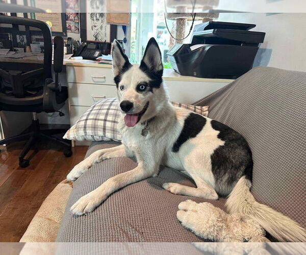 Medium Photo #3 Border Collie-Siberian Husky Mix Puppy For Sale in Dana Point, CA, USA