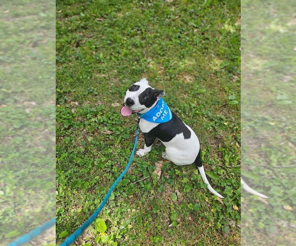 Medium Photo #26 American Pit Bull Terrier Puppy For Sale in Germantown, OH, USA