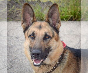German Shepherd Dog Dogs for adoption in Huntley, IL, USA
